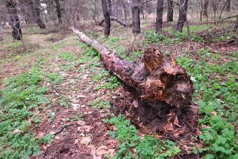 Broken tree in the forest. Old trees of natural stand in summer with broken o Stock Photos