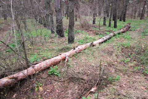 Broken tree in the forest. Old trees of natural stand in summer with broken o Stock Photos