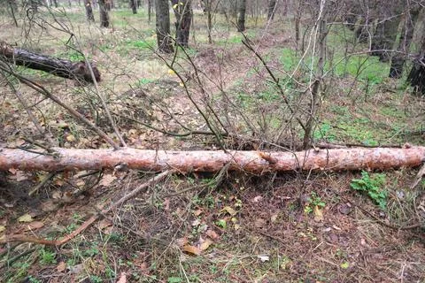 Broken tree in the forest. Old trees of natural stand in summer with broken o Fotos de archivo