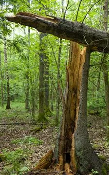 Broken tree in the forest Foto stock