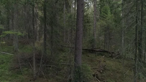 Broken tree in forest in Siberia. Moving camera Stock Footage 282782981