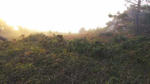 BROKEN TREE IN THE FOREST WITH THE SUN AND THE FOG BEHIND Stock Footage 94231138