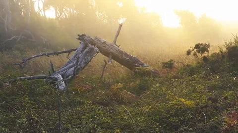 BROKEN TREE IN THE FOREST WITH THE SUN AND THE FOG BEHIND Stock Footage 94231267