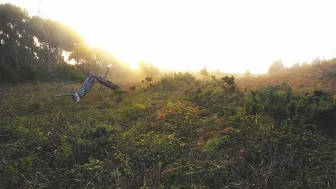 BROKEN TREE IN THE FOREST WITH THE SUN AND THE FOG BEHIND Stock Footage 94231278