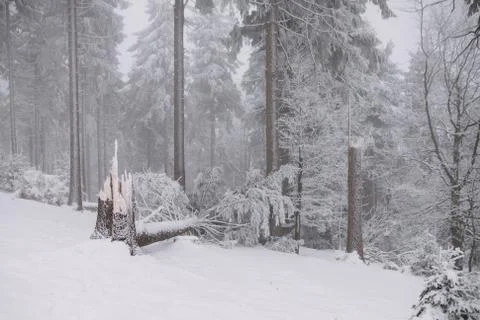 Broken tree in the forest, winter and snow Foto stock