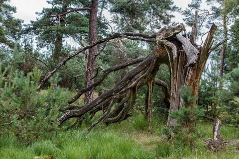 A broken tree in a forrest Stock Photos