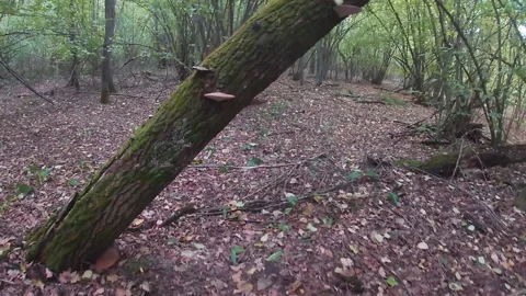 Broken tree, Ganoderma applanatum mushrooms,forest,early autumn,Ukraine. 스톡 동영상 317407063