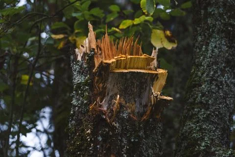 A broken tree in the garden. A piece of broken wood. A broken tree trunk Stock Photos