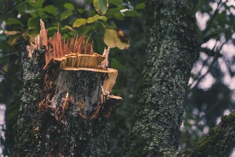 A broken tree in the garden. A piece of broken wood. A broken tree trunk Stock Photos
