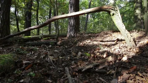 Broken tree in the german forest Stock Footage 42014794