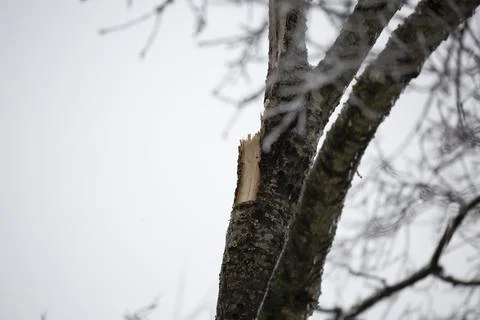 Broken Tree on a Gray Day Stock Photos