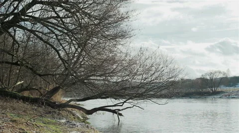 A broken tree hanging over a wavy river. Winter landscape Stock Footage 46440399