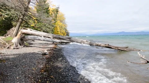 A broken tree has fallen the waters. Stock Footage 163765216