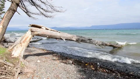 A broken tree has fallen the waters. Stock Footage 163765925