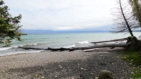 A broken tree has fallen in the waters and the beach. Stock Footage 164071994