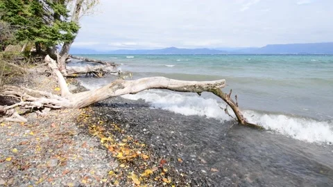 A broken tree has fallen the waters. Stock Footage 164072072