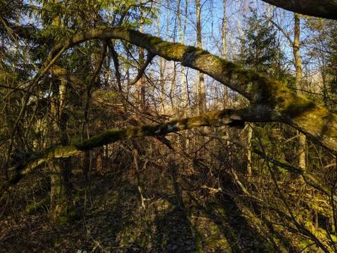 Broken tree horizontally in a dry forest in early spring in the daytime Stock Photos