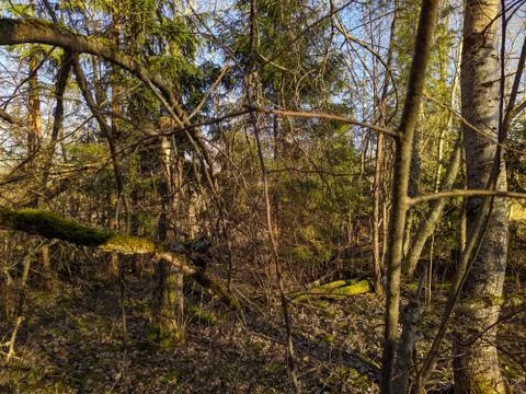 Broken tree horizontally in a dry forest in early spring in the daytime Fotos Stock