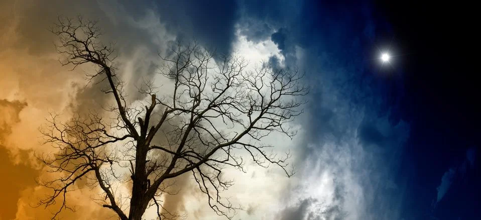 Broken tree Stock Illustration