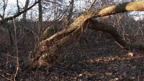 Broken tree in itself Video stock 121468038
