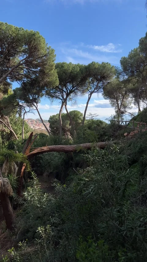 Broken tree in La Concepcion botanical garden in Malaga, Spain. Vertical video Stock Footage 240921951
