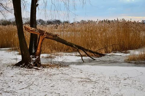 Broken tree by the lake against the backdrop of dry reeds on a sunny winter d Stock Photos