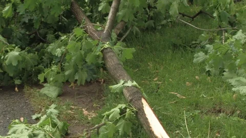 Broken Tree Limb after severe storm in Troy, Ohio USA Stock Footage 105691577