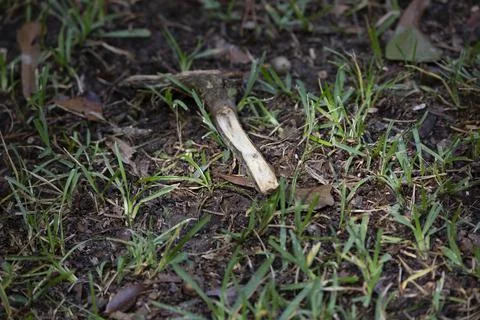 Broken Tree Limb Stock Photos