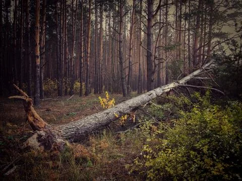Broken tree lying in a dark pine forest Stock Photos