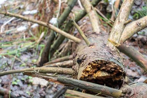 A broken tree is lying on the grass in the forest. Deadwood. Dry branches sti Stock Photos