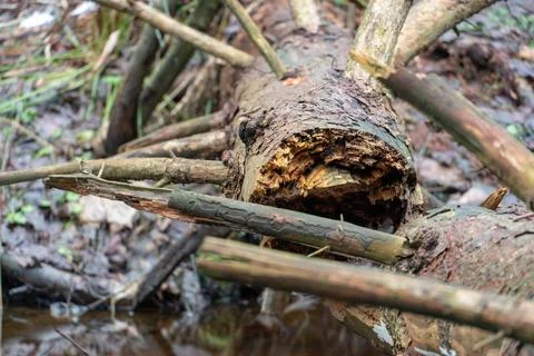 A broken tree is lying on the grass in the forest. Deadwood. Dry branches sti Stock Photos