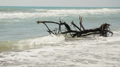 Broken Tree Lying on Sandy Beach as Ocean Waves Reach the Shore Stock Footage 345275436