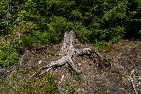 Broken tree in the middle of green leafs and plants Stock Photos