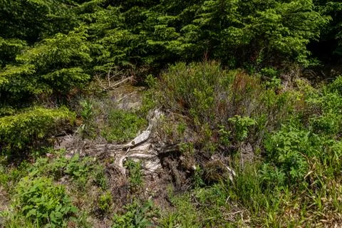 Broken tree in the middle of green leafs and plants Stock Photos