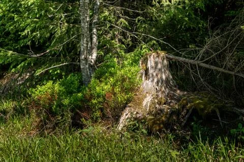 Broken tree in the middle of green leafs and plants Stock Photos