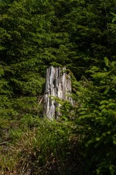 Broken tree in the middle of green leafs and plants Stock Photos