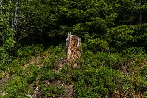 Broken tree in the middle of green leafs and plants Stock Photos