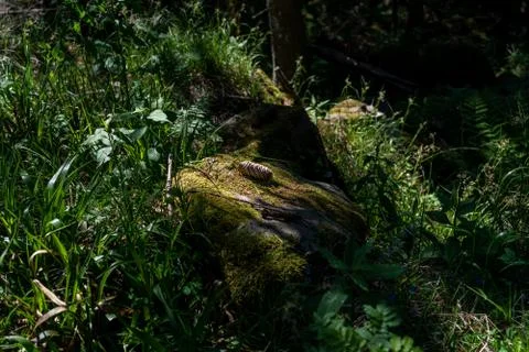 Broken tree in the middle of green leafs and plants Stock Photos