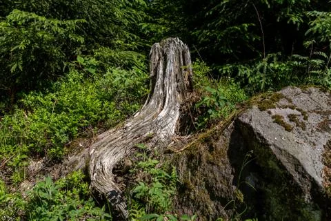 Broken tree in the middle of green leafs and plants Stock Photos