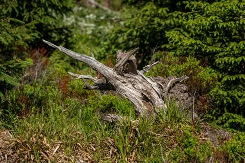 Broken tree in the middle of green leafs and plants Stock Photos