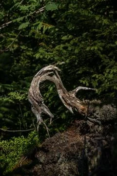 Broken tree in the middle of green leafs and plants Stock Photos