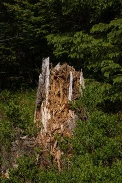 Broken tree in the middle of green leafs and plants Stock Photos