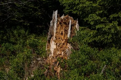 Broken tree in the middle of green leafs and plants Stock Photos