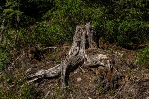 Broken tree in the middle of green leafs and plants Stock Photos