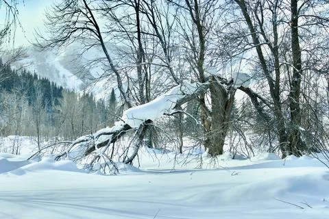 Broken tree in a mountain forest in winter Stock Photos