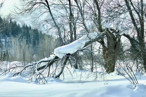 Broken tree in a mountain forest in winter Stock Photos