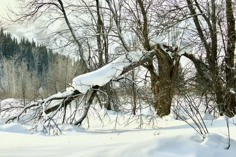 Broken tree in a mountain forest in winter Stock Photos