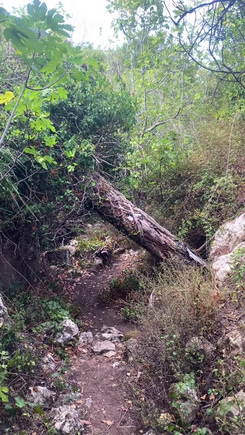 Broken Tree. An obstacle in the road. Vertical video 库存影片 286340136