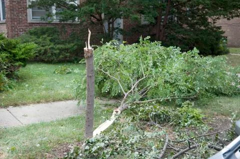 Broken Tree Outdoors Stock Photos