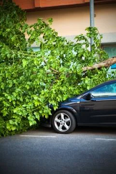 Broken tree over a black car Stock Photos